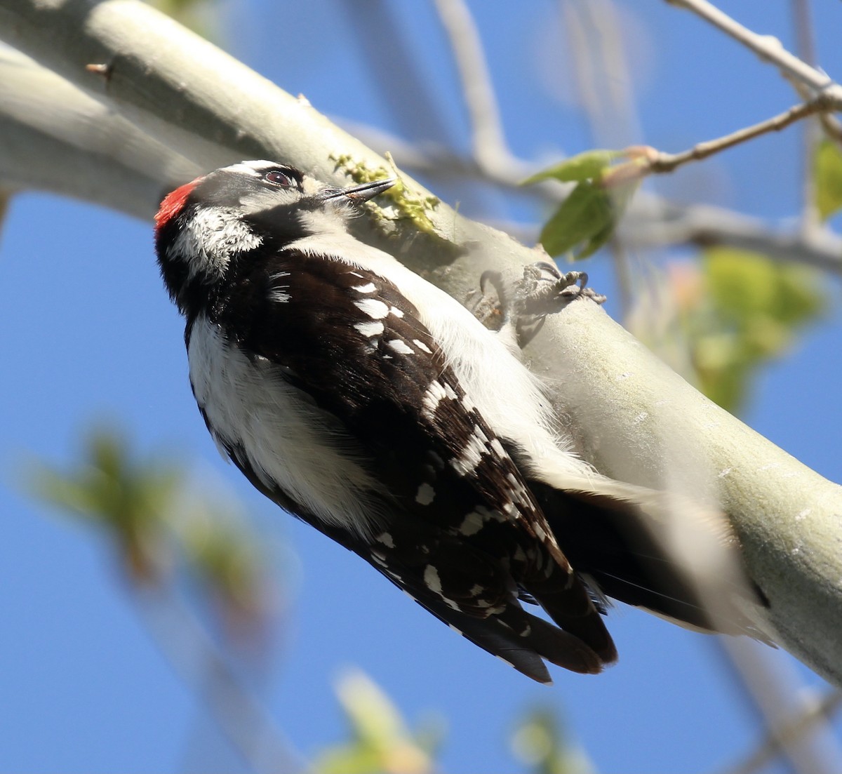 Downy Woodpecker - ML618301604