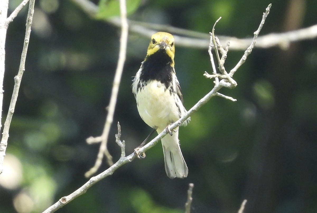 Black-throated Green Warbler - ML618301632