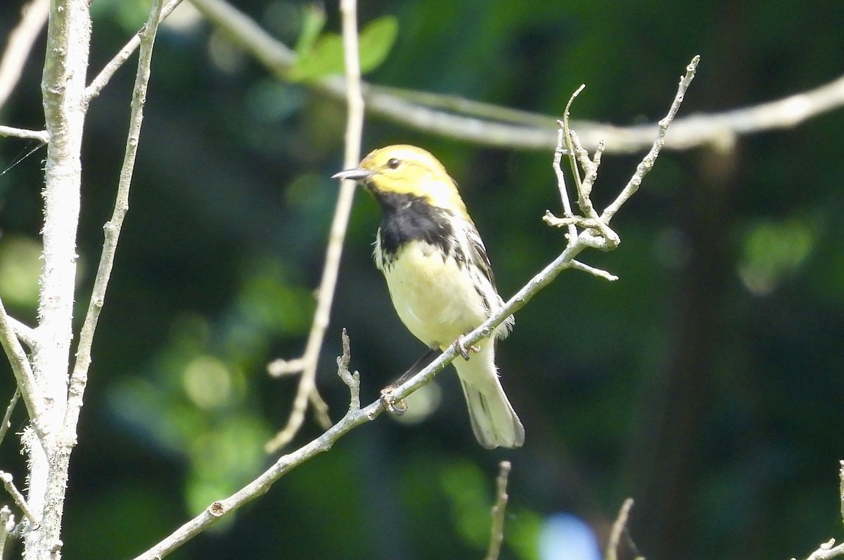 Black-throated Green Warbler - ML618301633