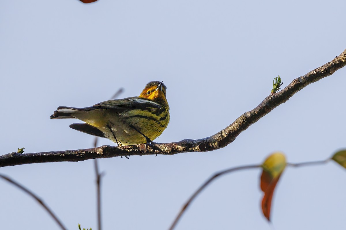 Cape May Warbler - ML618301663