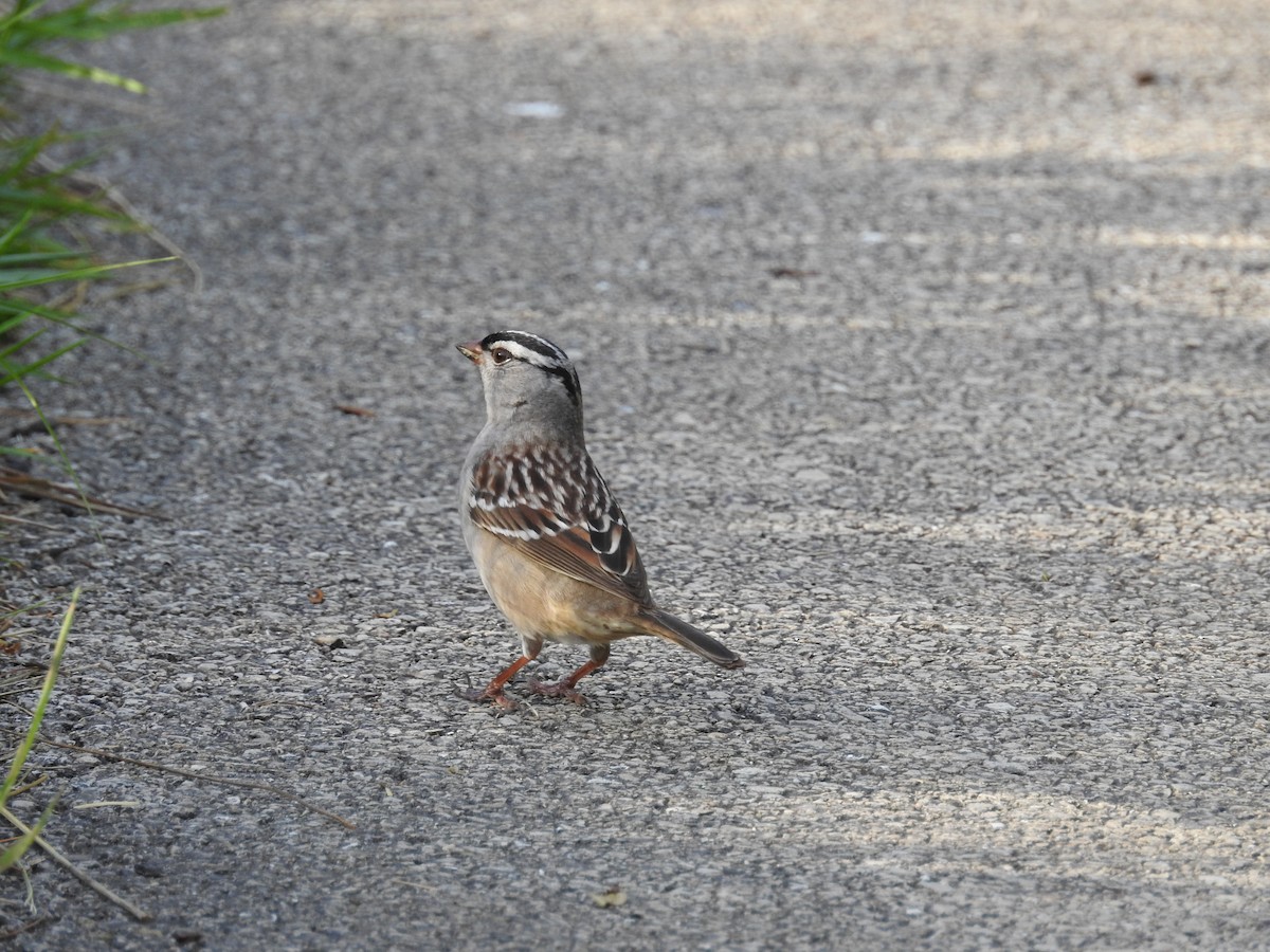 White-crowned Sparrow - ML618301706