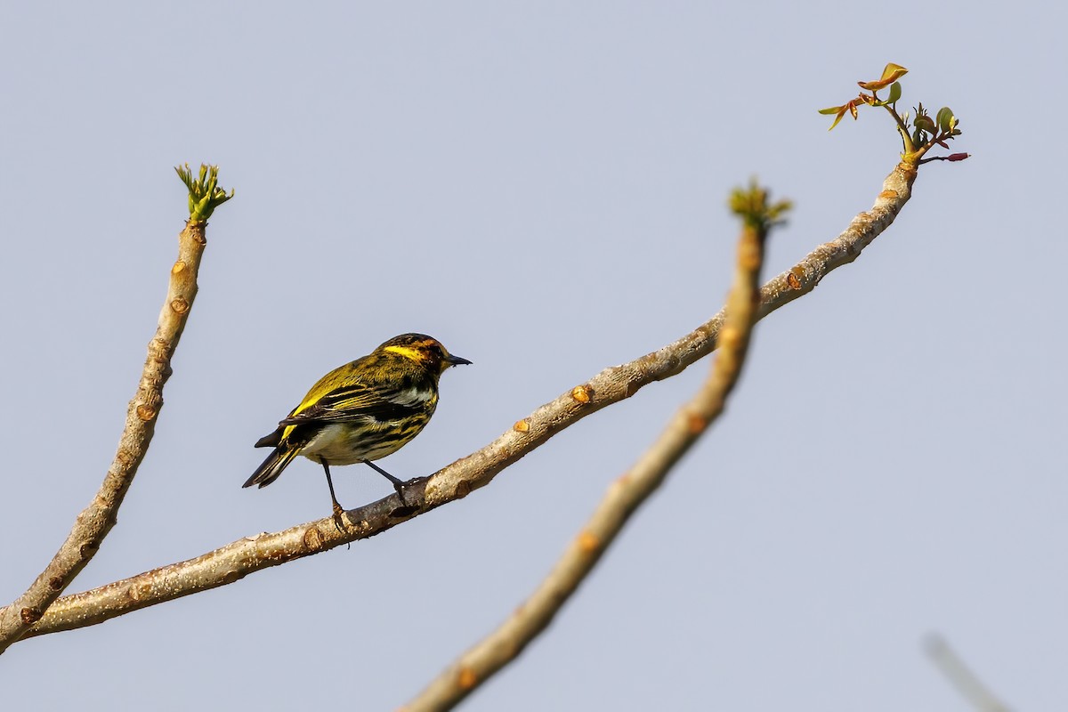 Cape May Warbler - ML618301714