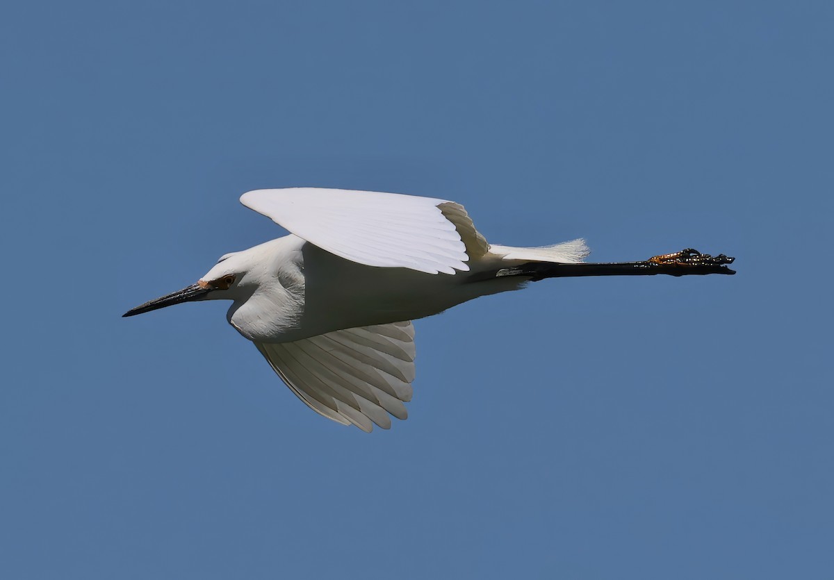 Snowy Egret - Constance Vigno