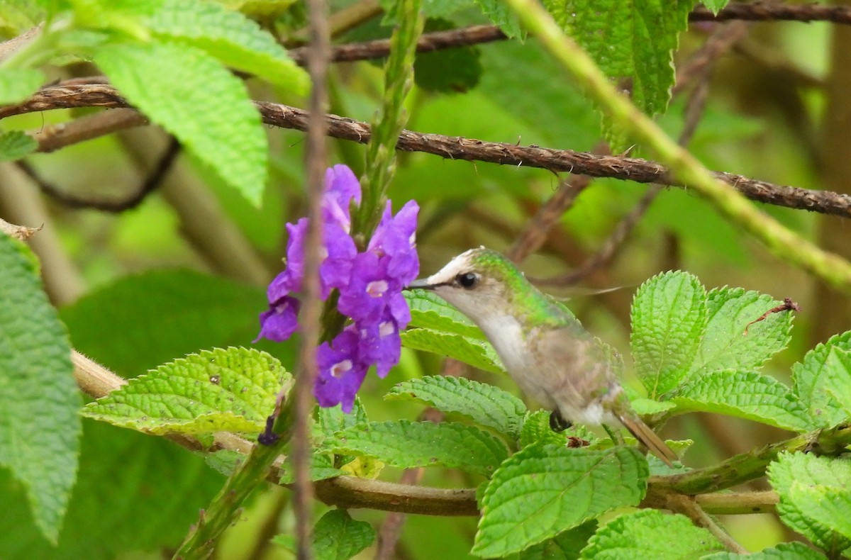 kolibřík běločelý - ML618301725