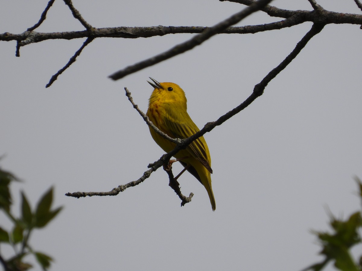 Yellow Warbler - ML618301730