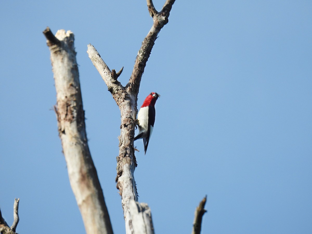 Red-headed Woodpecker - ML618301741