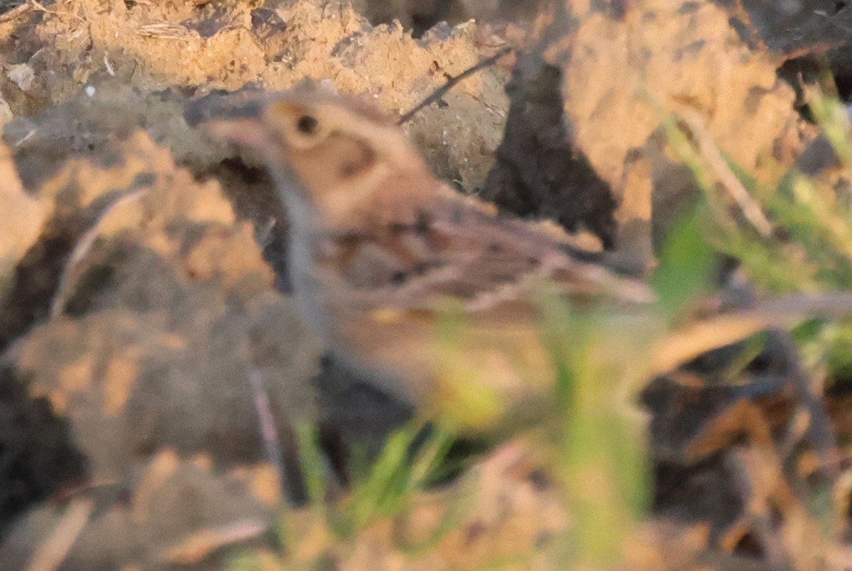 Grasshopper Sparrow - ML618301763