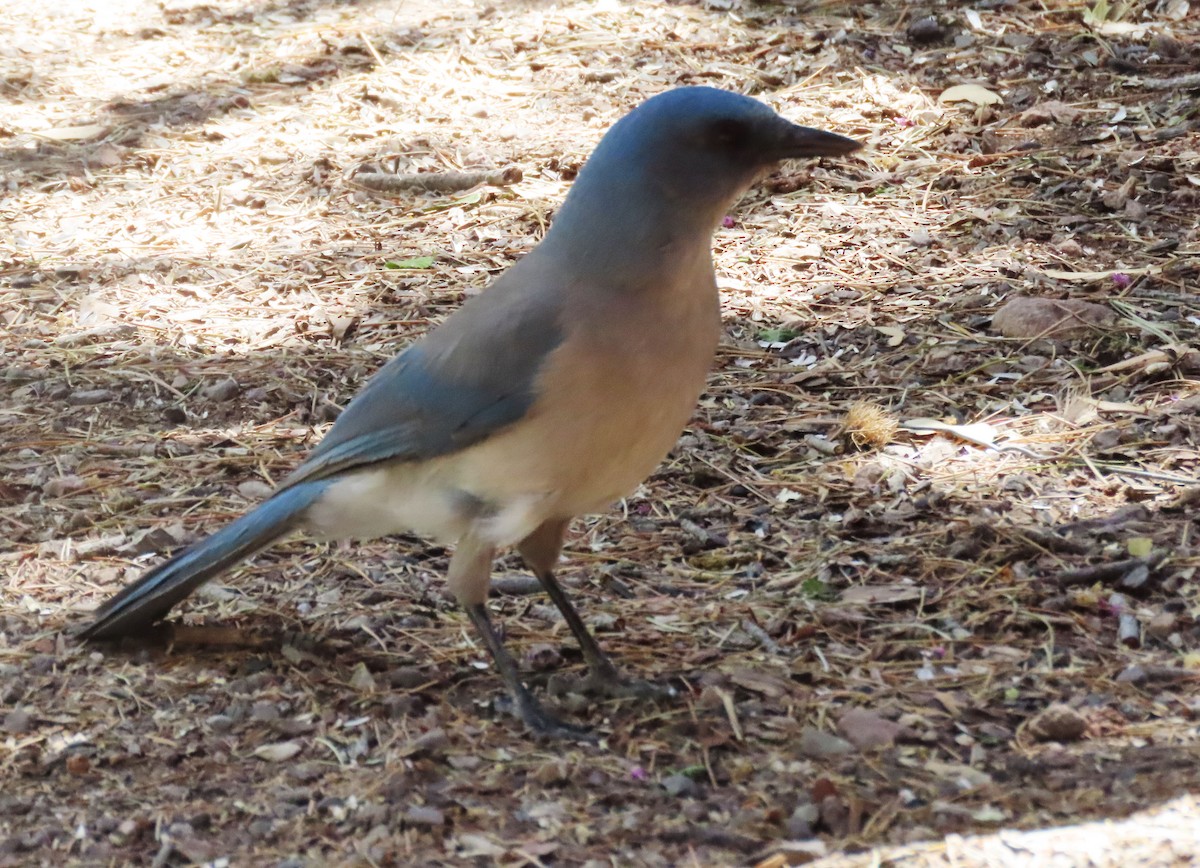 Mexican Jay - ML618301767