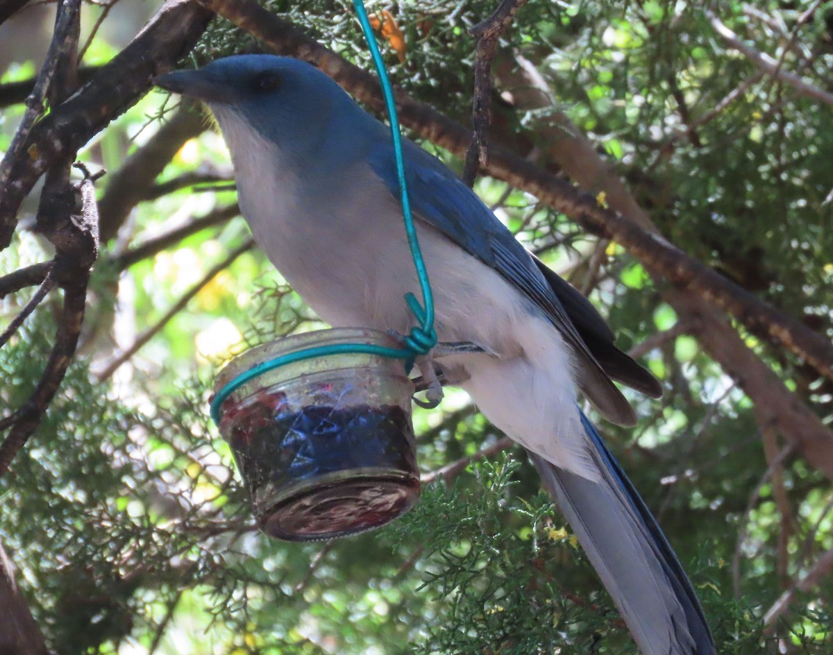 Mexican Jay - ML618301776