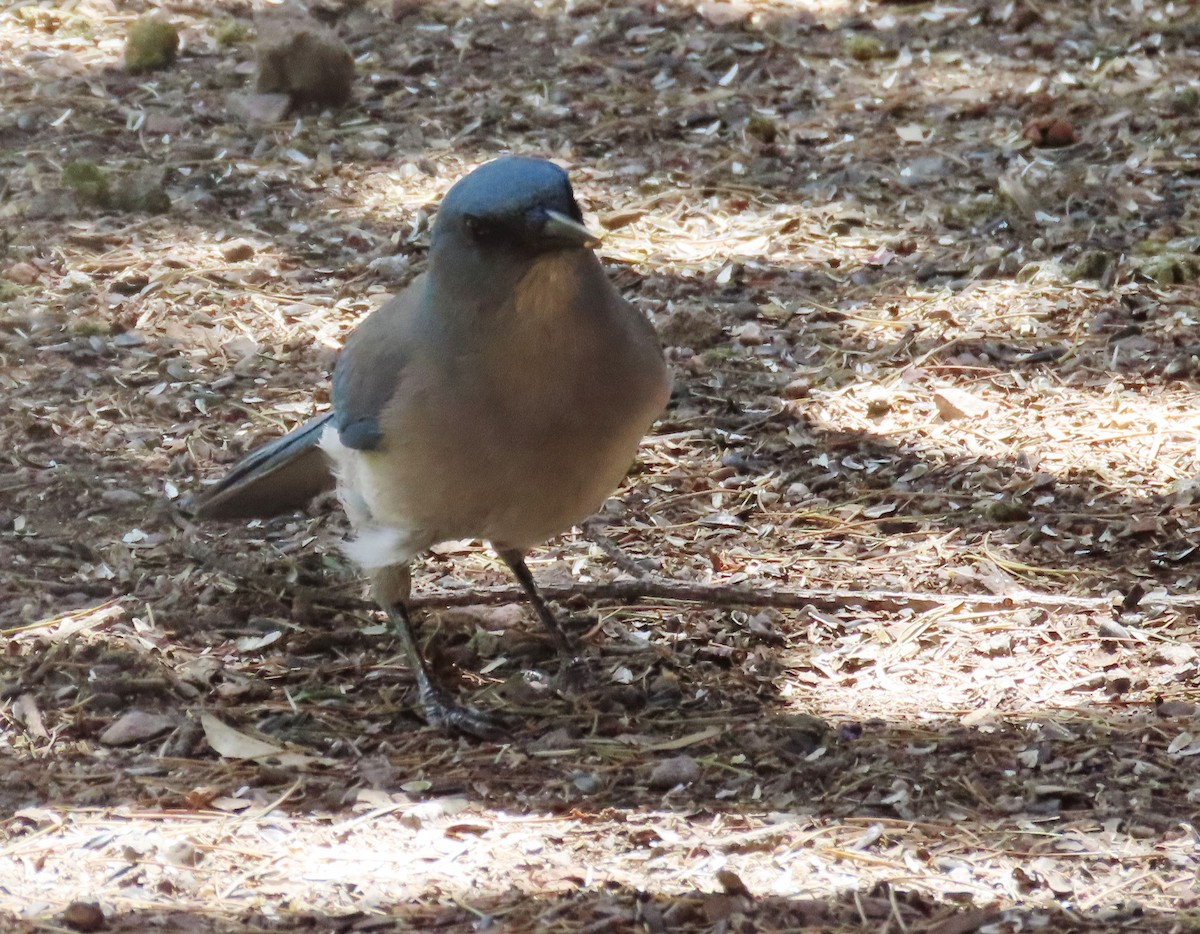 Mexican Jay - ML618301777
