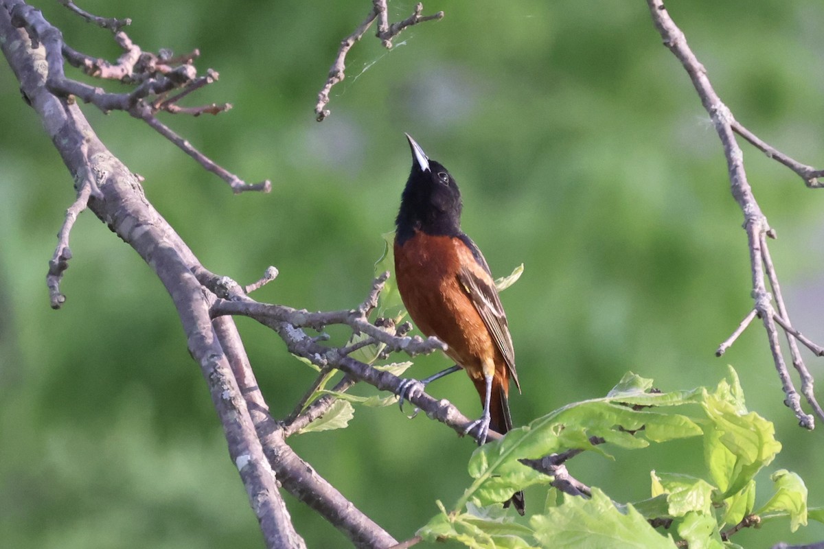 Orchard Oriole - ML618301794