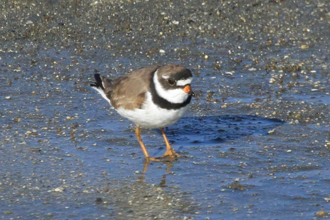 Semipalmated Plover - ML618301801