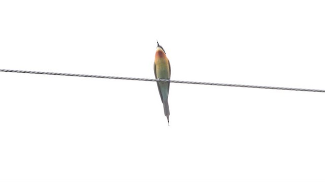 Blue-tailed Bee-eater - ML618301823