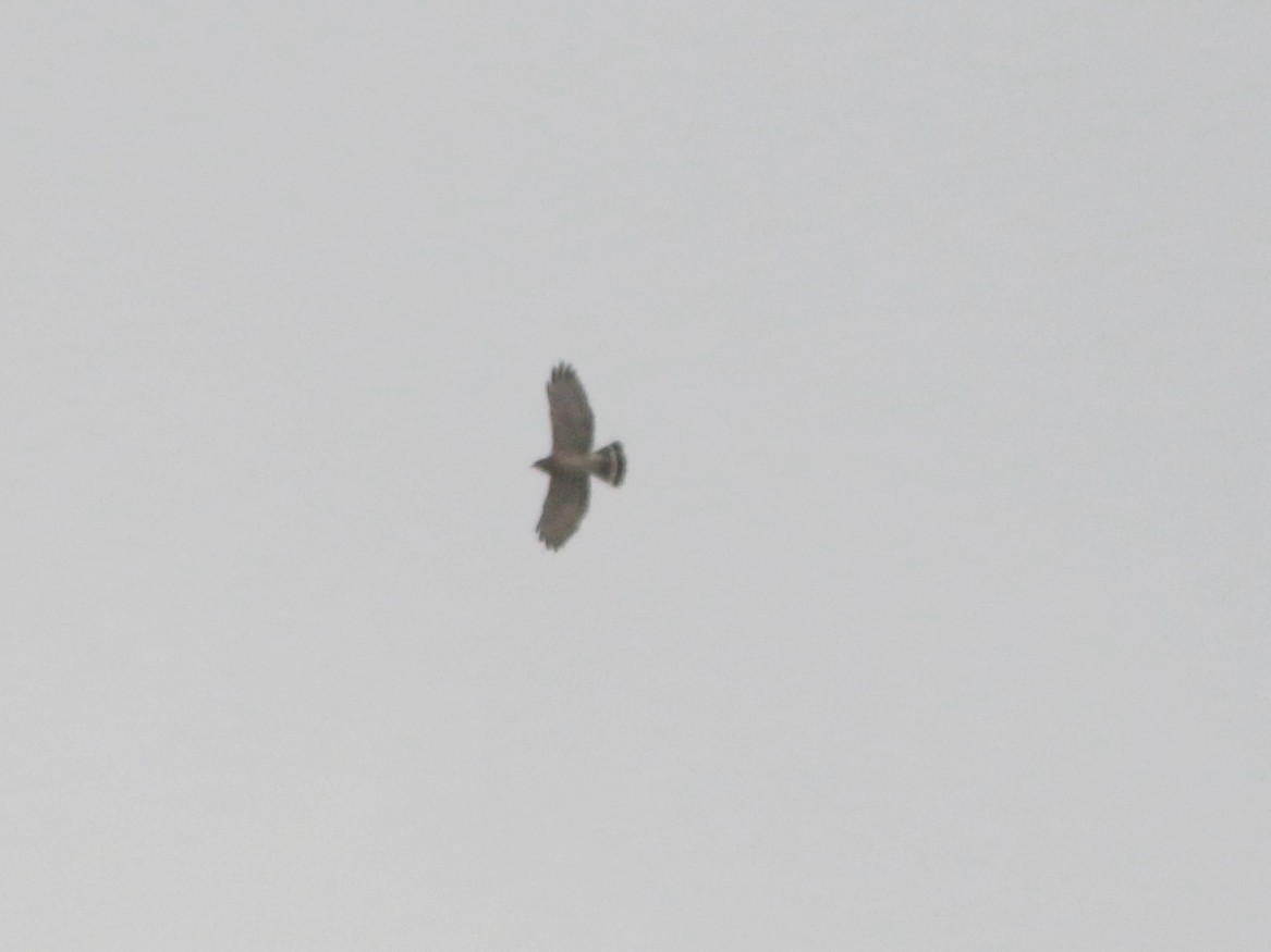 Broad-winged Hawk - ML618301859