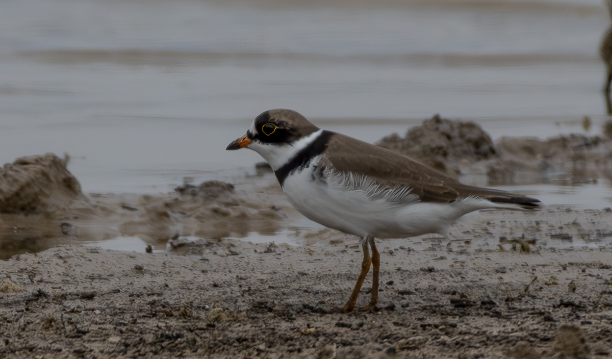 Semipalmated Plover - ML618301862