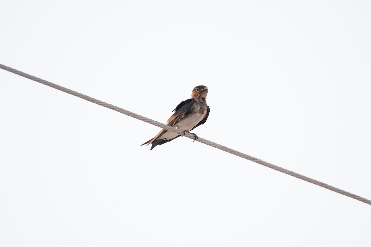 Gray-breasted Martin - Niels Geelen