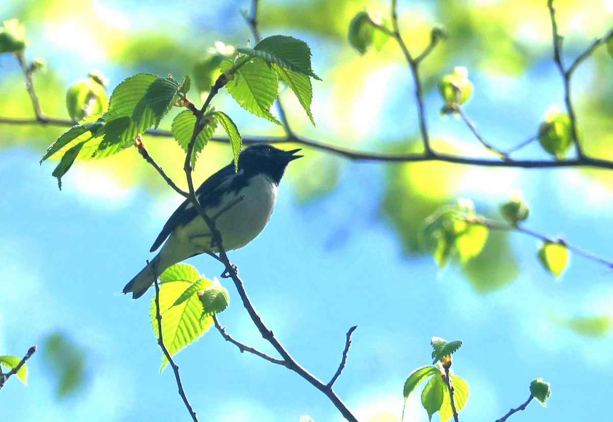Black-throated Blue Warbler - Judith Birkel