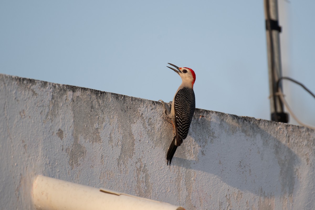 Golden-fronted Woodpecker - ML618301878