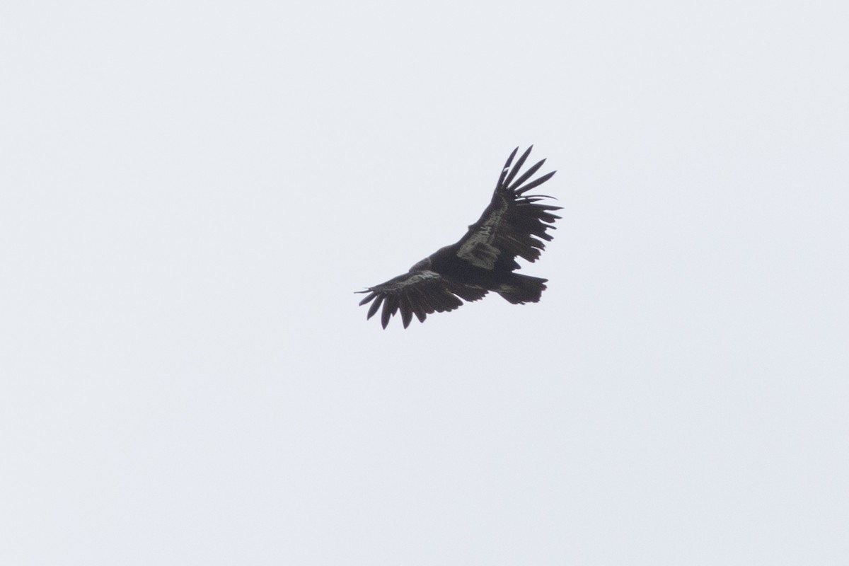 Condor de Californie - ML618301881