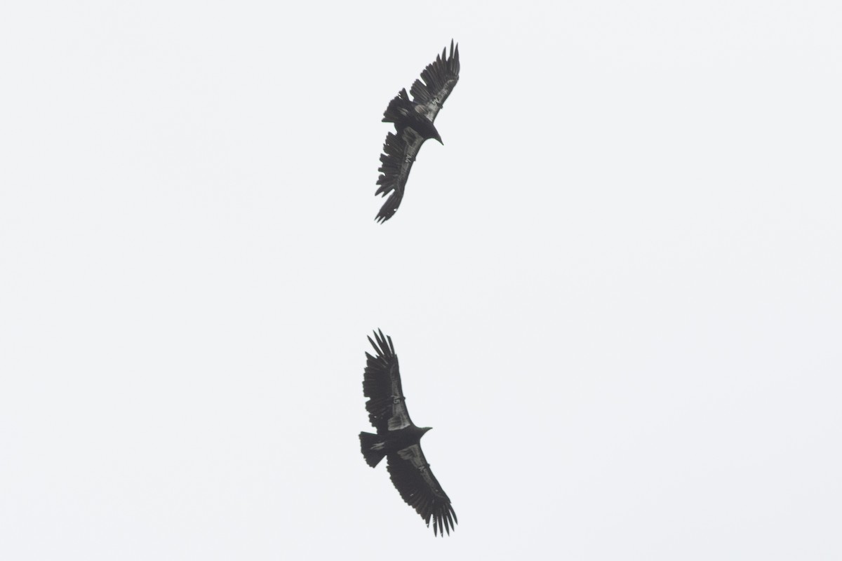 California Condor - Rob Fowler