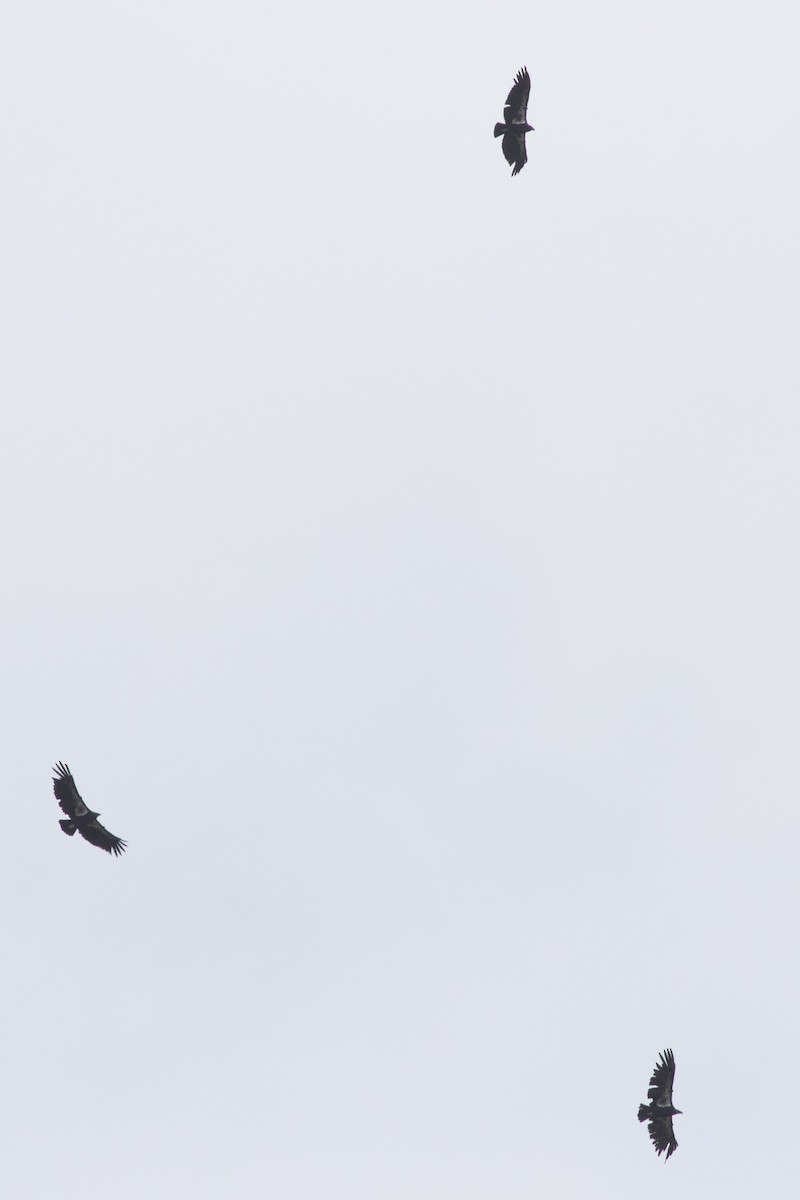 Condor de Californie - ML618301885