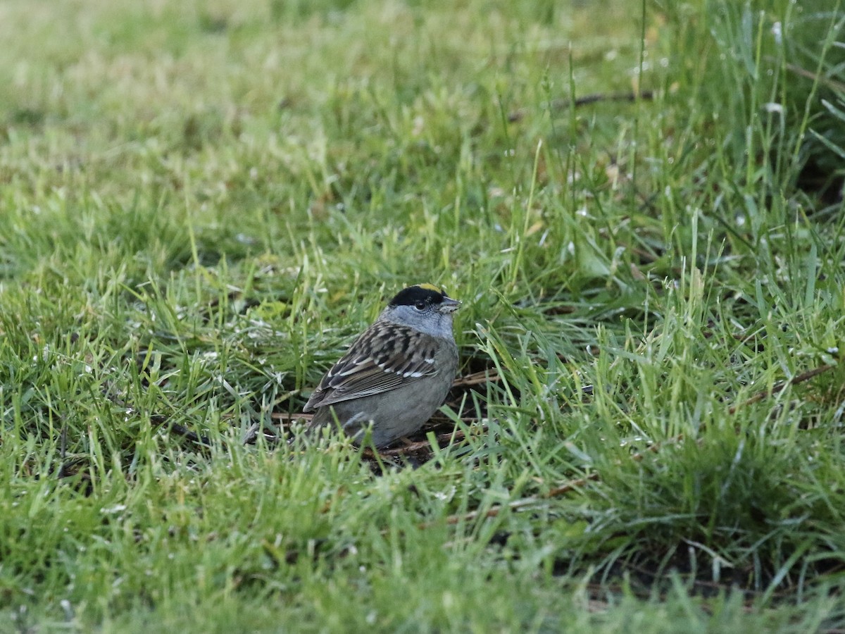Golden-crowned Sparrow - ML618301890