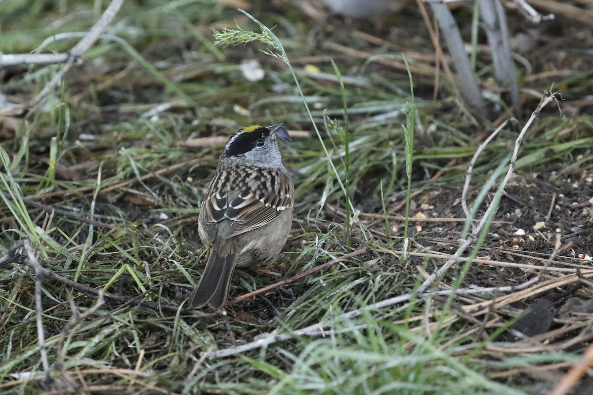 Golden-crowned Sparrow - ML618301891