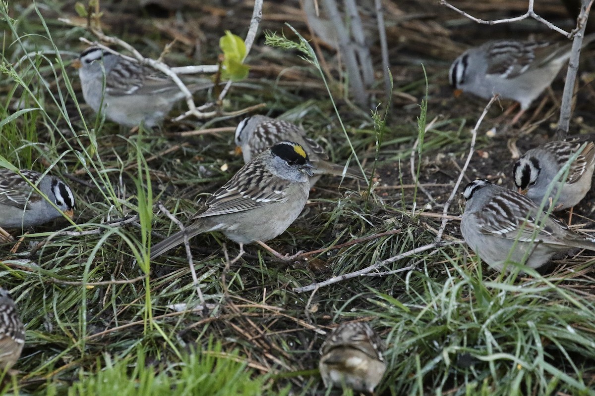 Golden-crowned Sparrow - ML618301892