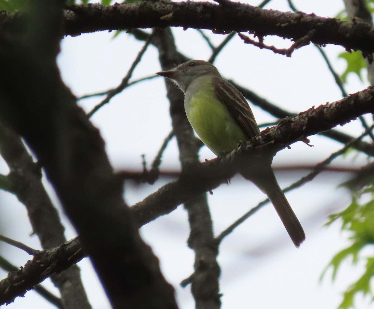 Great Crested Flycatcher - ML618301896