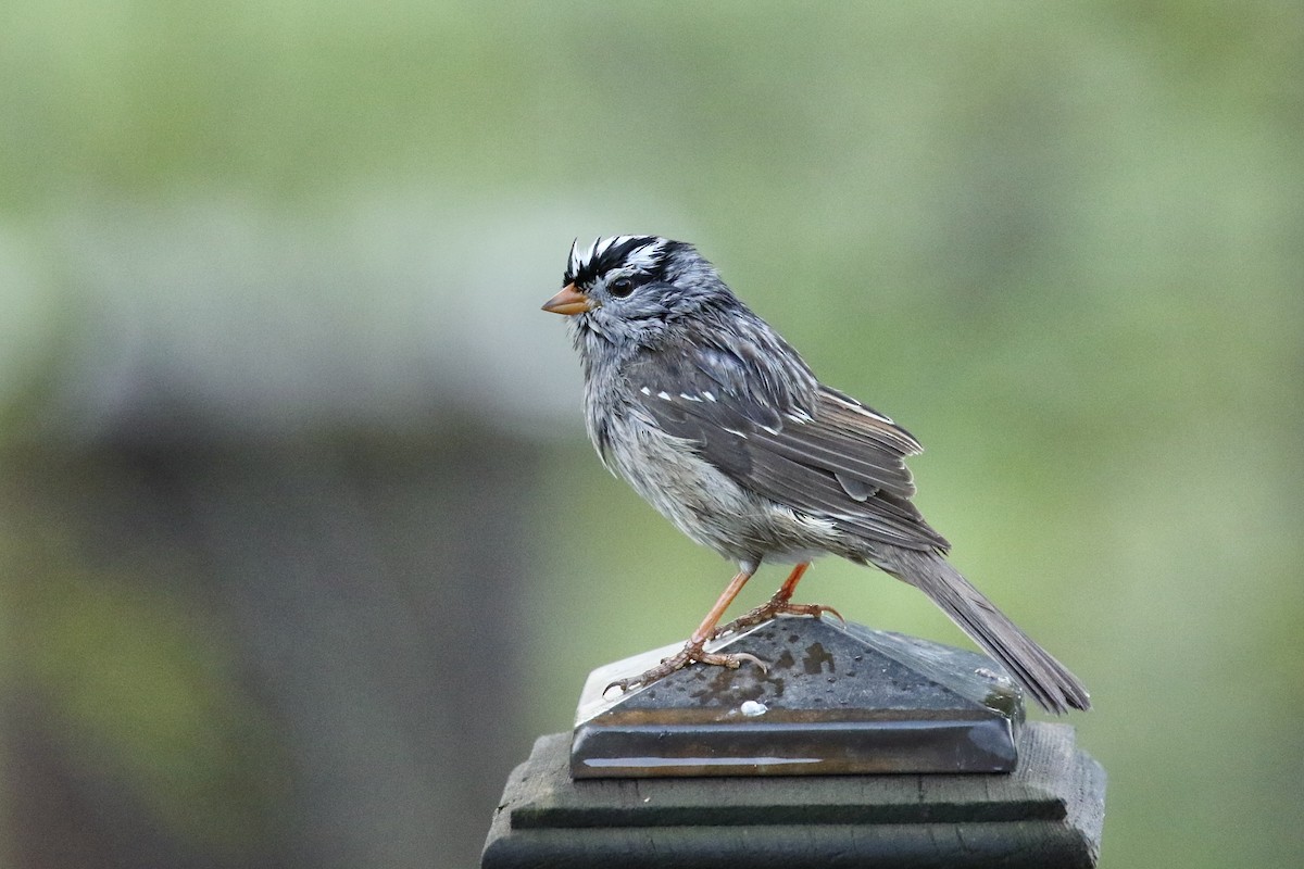 White-crowned Sparrow (Gambel's) - ML618301900