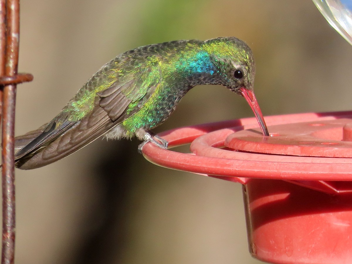 Broad-billed Hummingbird - ML618301906