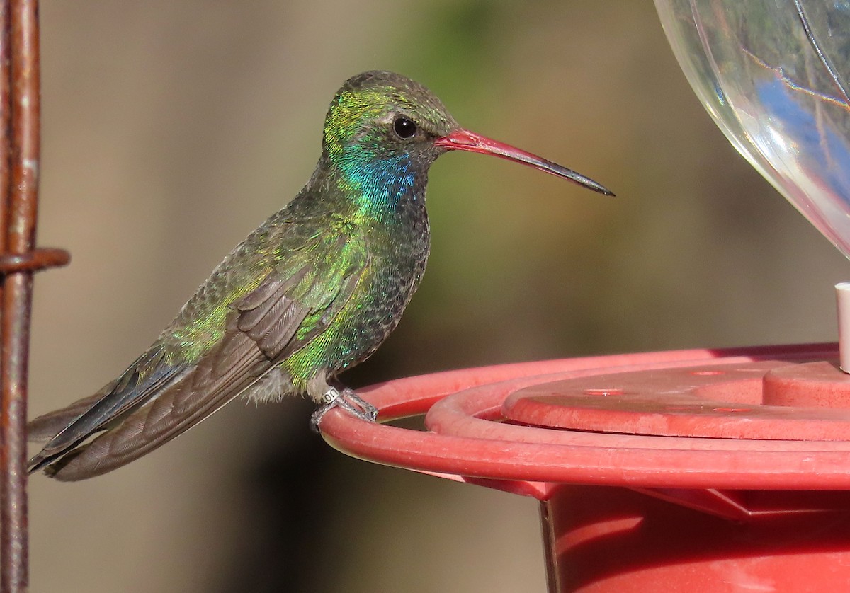 Broad-billed Hummingbird - ML618301907