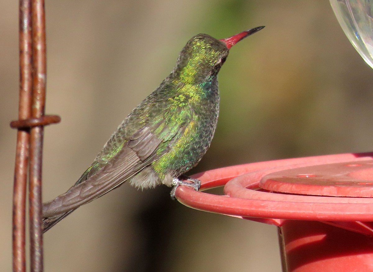 Broad-billed Hummingbird - ML618301908
