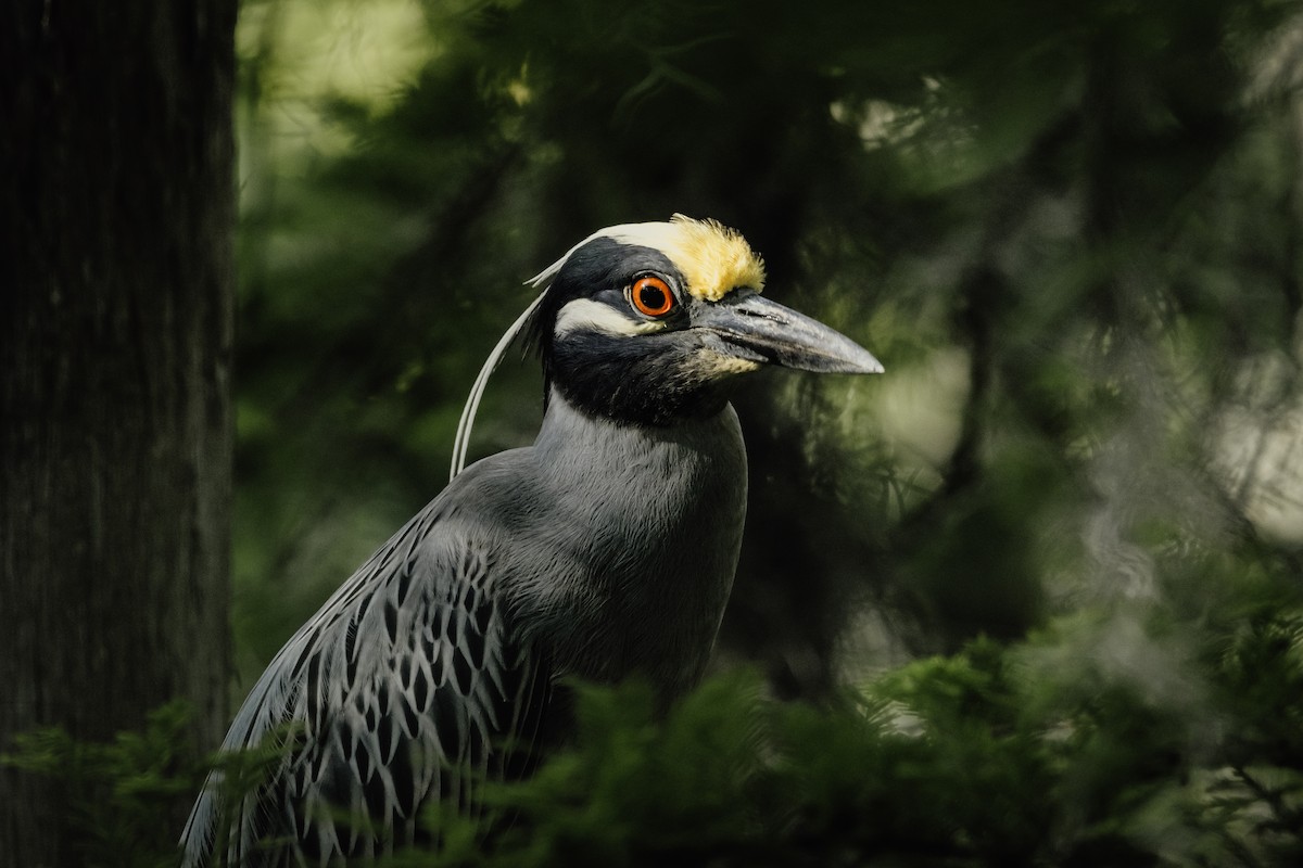Yellow-crowned Night Heron - ML618301912