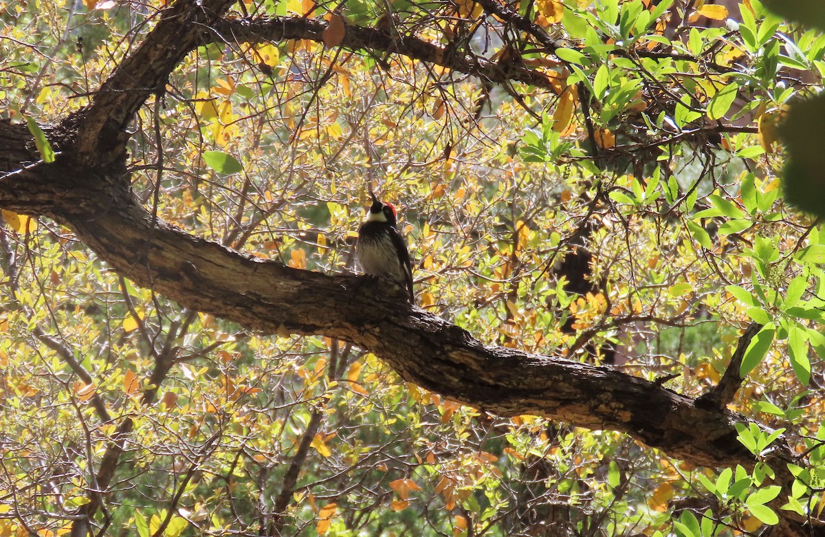 Acorn Woodpecker - ML618301946