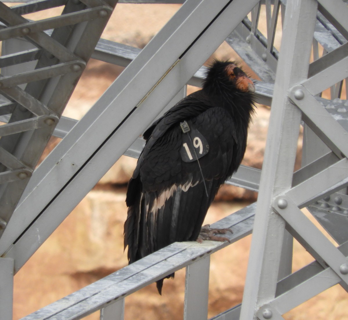 Condor de Californie - ML618301965