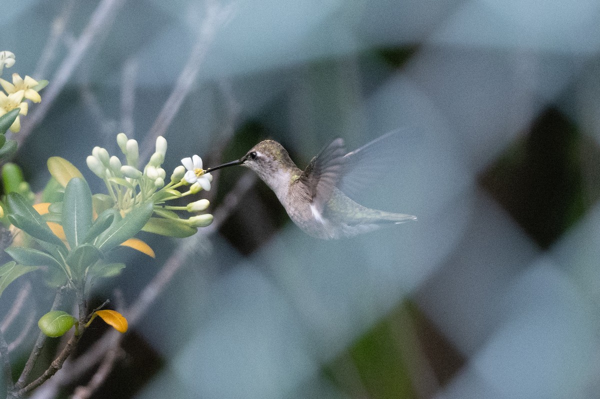 Black-chinned Hummingbird - ML618301966