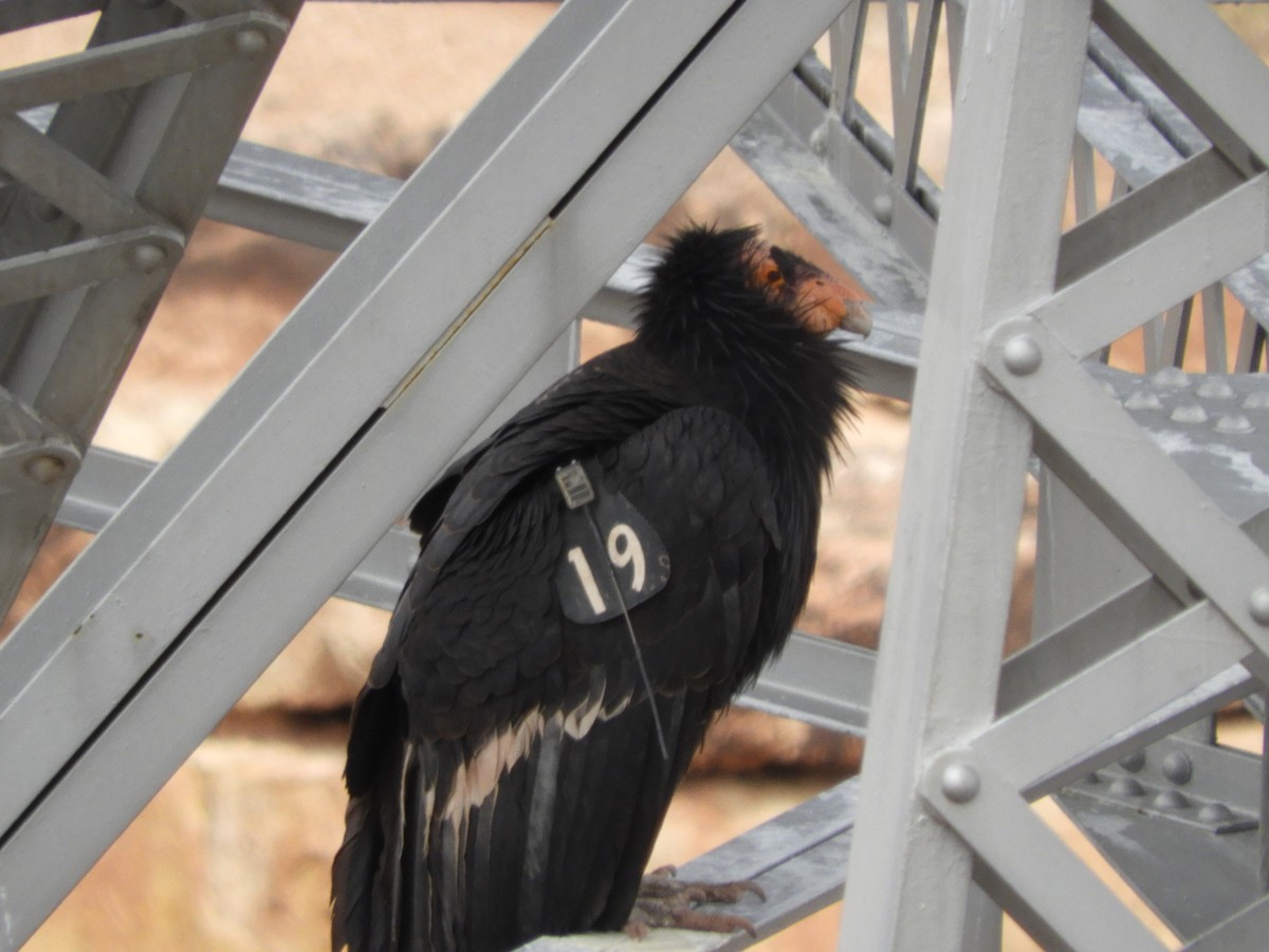 Condor de Californie - ML618301980