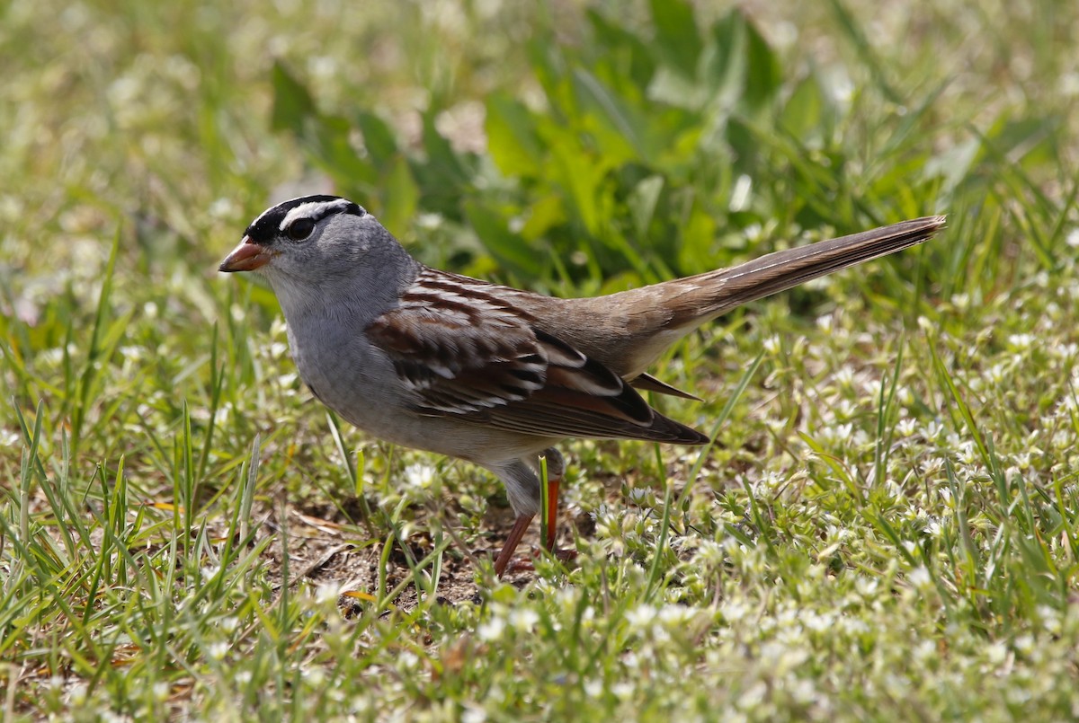 White-crowned Sparrow - ML618301992