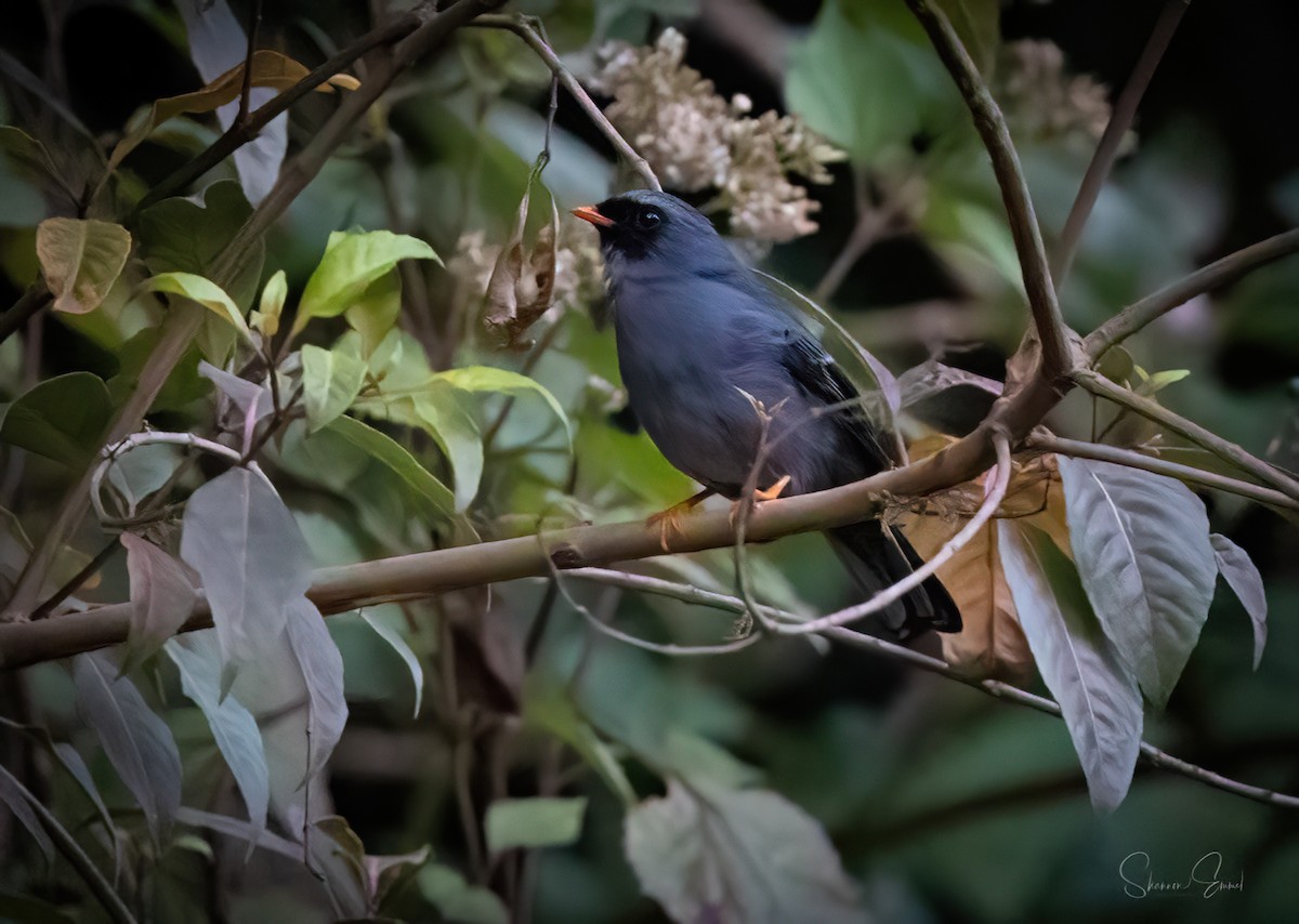 Black-faced Solitaire - ML618302024