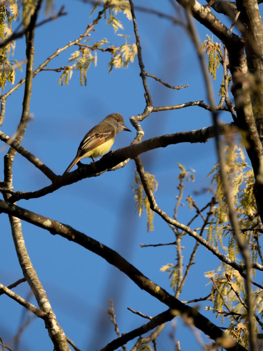Great Crested Flycatcher - ML618302030