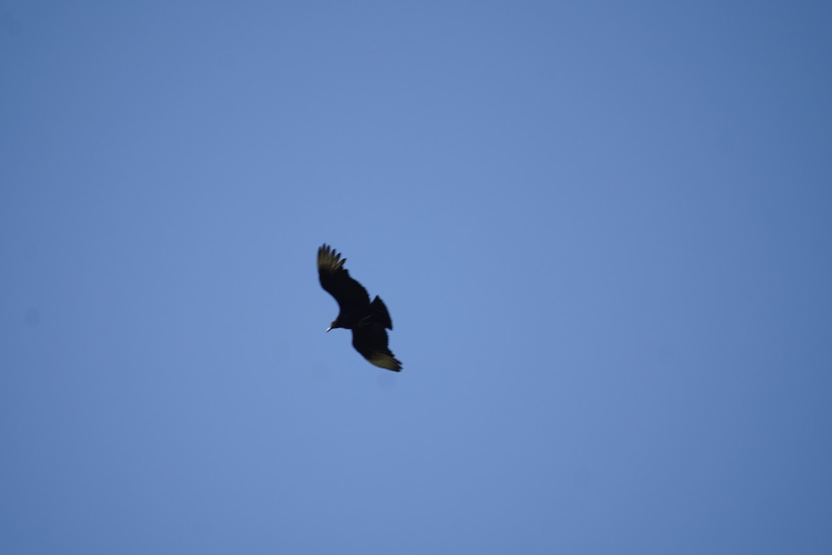 Black Vulture - ML618302032