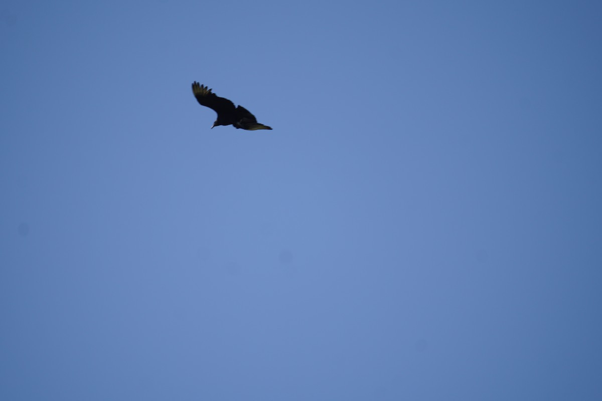 Black Vulture - ML618302037