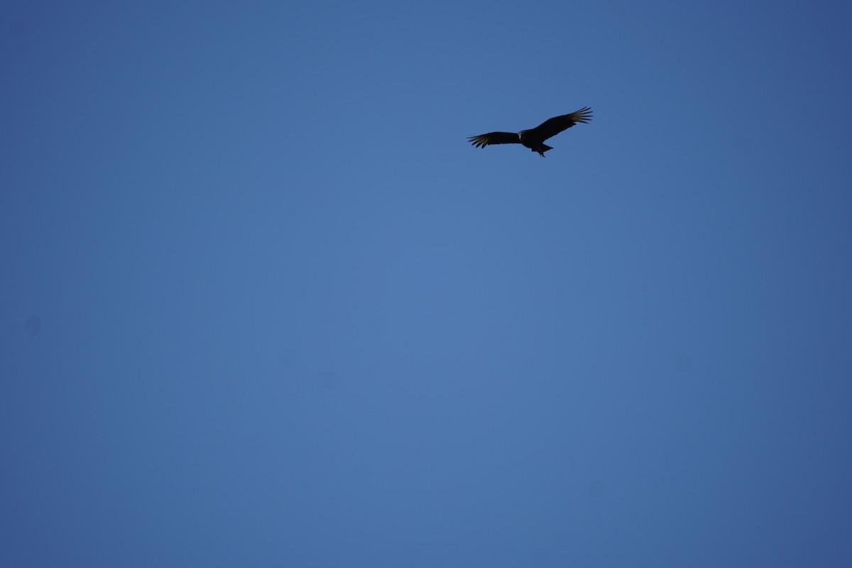 Black Vulture - ML618302038