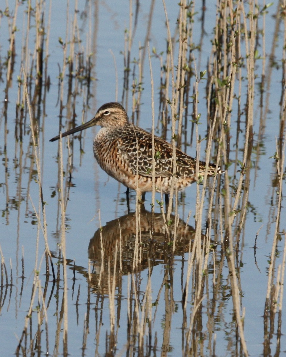Long-billed Dowitcher - ML618302046