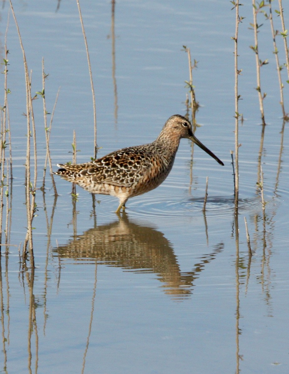 Long-billed Dowitcher - ML618302053