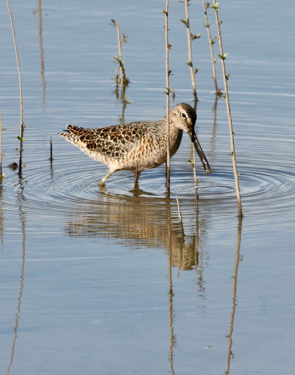 Long-billed Dowitcher - ML618302055