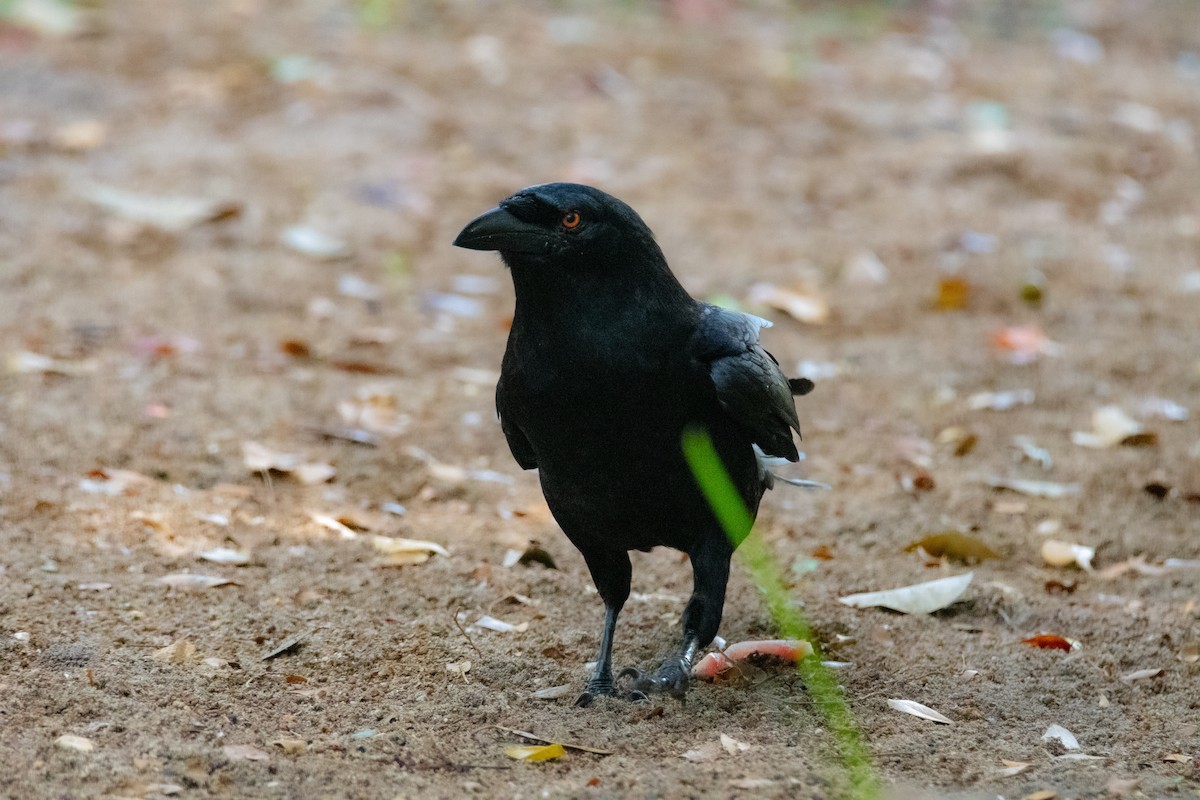 White-necked Crow - ML618302073