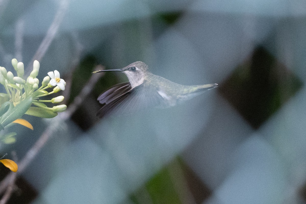 Black-chinned Hummingbird - ML618302075