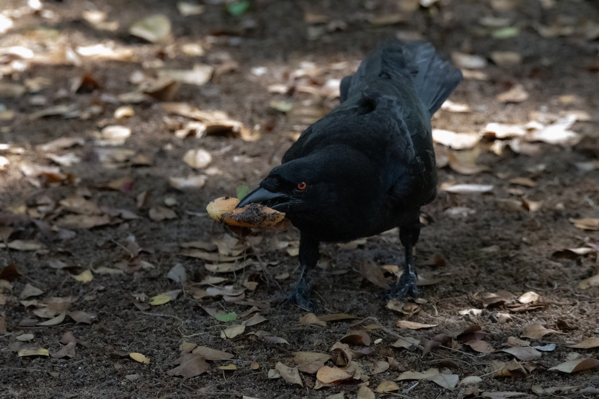 White-necked Crow - ML618302083